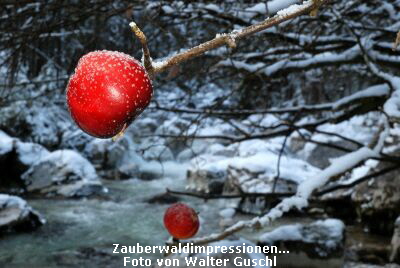 Zauberwaldimpressionen...
Foto von Walter Guschl
