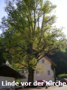 Linde vor der Kirche