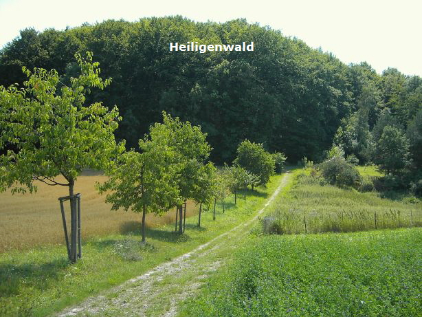 Heiligenwald