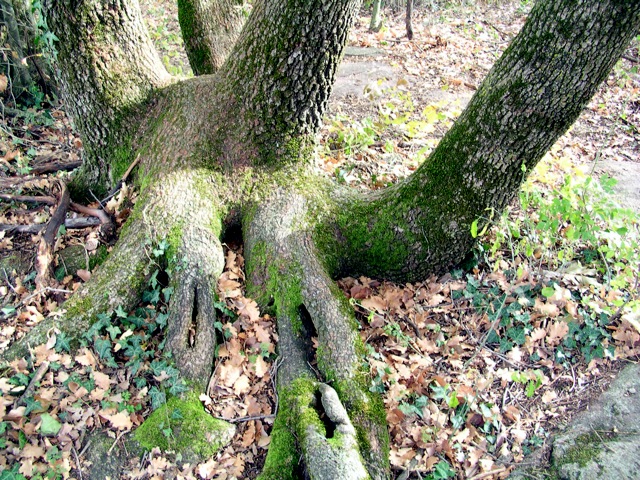 Südtirol Eppan Eiche bei Teufelssessel